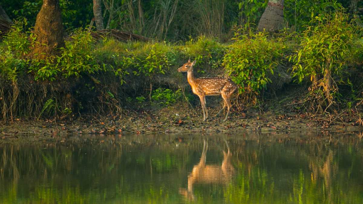 Book Memorable Sundarban Trip with Sundarban Bina Travels