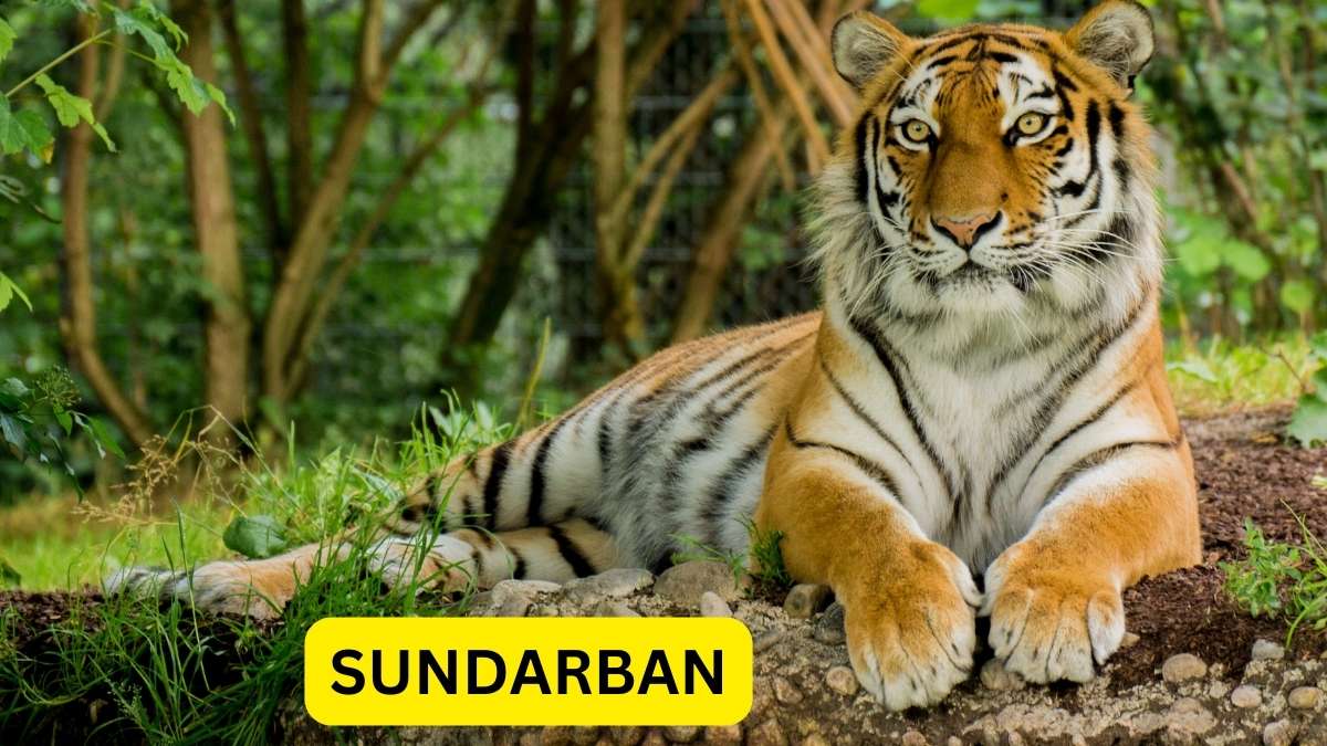 Behind Nature: Sundarban Travel - Love Blooms in Green with Sundarban Bina Travels