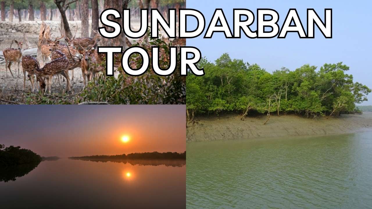 Exploring the Enchanting Sundarban tour with Sundarban Bina Travels