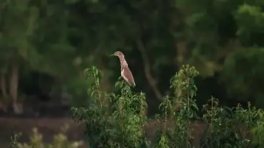 Sundarban National Park image