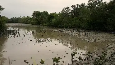 Sundarban: Where Nature Paints a Masterpiece