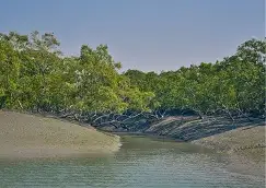 Sundarban Iamge