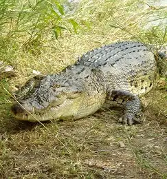 Sundarban Animals