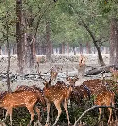 Sundarban Deer Image