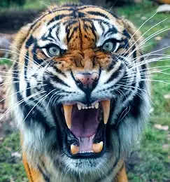 Sundarban Tiger image