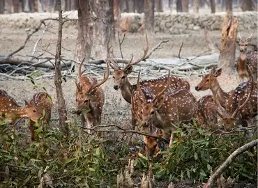 Sundarban 1 Day Tour Image
