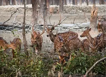 Sundarba 1 Day Tour Package Image